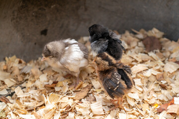 Top View of Three Chicks Standing on Wood Shavings