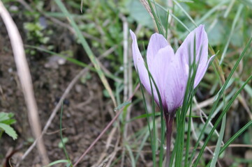 Il Fiore
