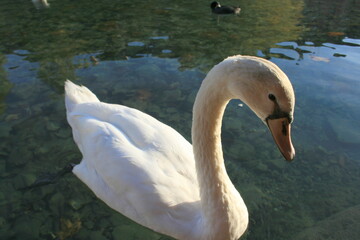 portrait de cygne