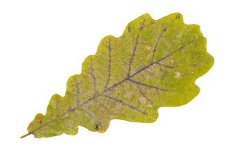 Close-up of autumn leaf isolated on white background
