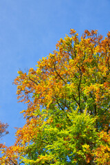 wonderful colorful autumn scenery at a forest