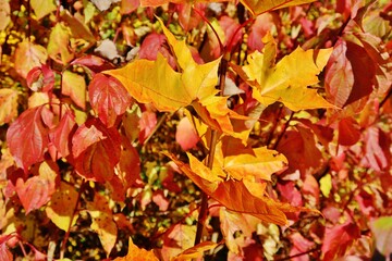 Buntes Herbstlaub