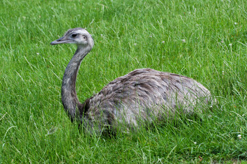 Emu sitting in the gras