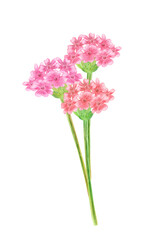 Obraz na płótnie Canvas graceful bouquet of pink flowers. watercolor painting