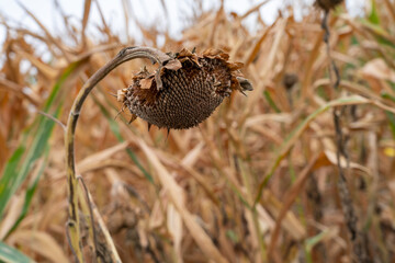 Close UP View of Dried up Sun Flower Curved to the Ground