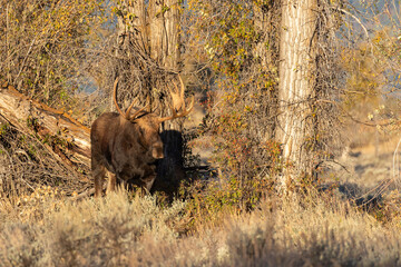 Bull Shiras Moose in Autumn in Wyoming