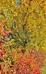 Hecke in herbstlichen Farben