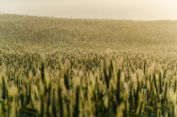 an ear of wheat in the fog. Early summer morning
