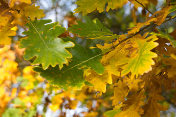 wonderful colorful autumn scenery at a forest