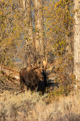 Bull Shiras Moose in Autumn in Wyoming