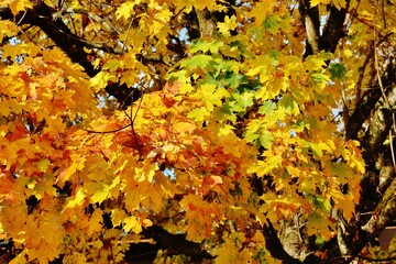 Wald im goldenen Oktober