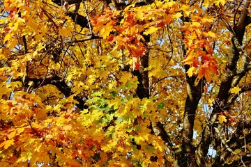 Wald im goldenen Oktober