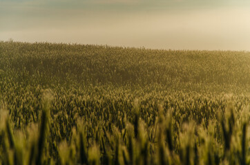 an ear of wheat in the fog. Early summer morning