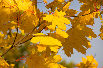 Naklejka na ściany i meble wonderful colorful autumn scenery at a forest