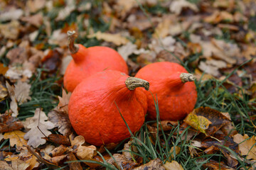 pumpkin in autumn forest