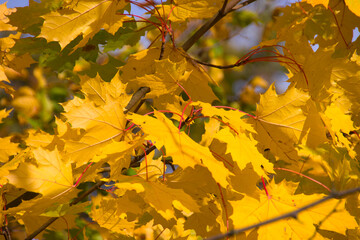 wonderful colorful autumn scenery at a forest
