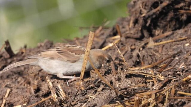Haussperling (Passer domesticus)