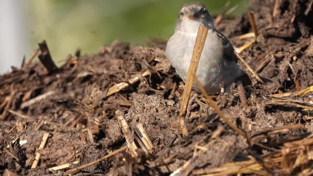 Haussperling (Passer domesticus)