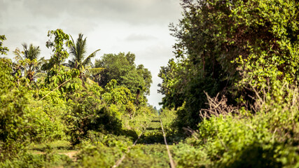 Obraz premium Through the Forest