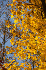 wonderful colorful autumn scenery at a forest