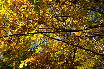 wonderful colorful autumn scenery at a forest