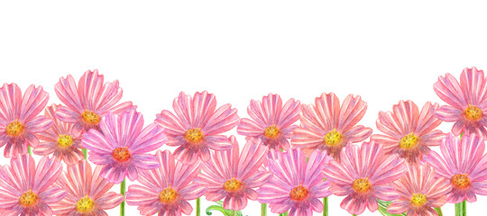isolated field of pink flowers against white background. watercolor painting