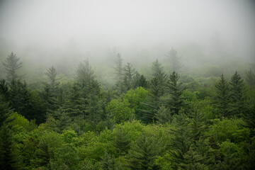 Trees in mist