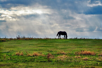 Horse on the horizon with cloudy sky and sunbeams.