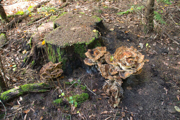 Huge mushroom on an old tree stump