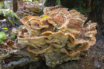 Huge mushroom on an old tree stump