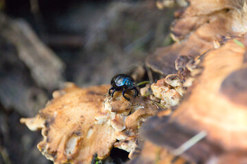 Close up of forest beetle on mushroom