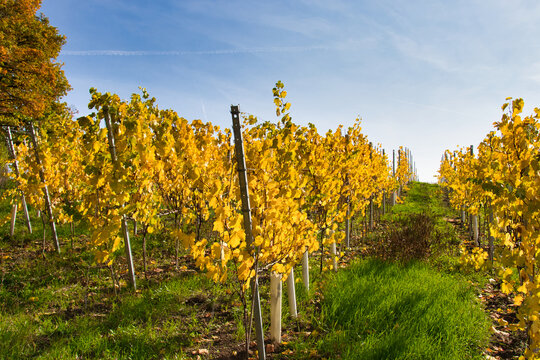 colorful vineyard in Germany in autumn
