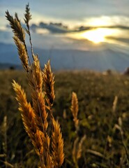 wheat.  sunset in Medellin