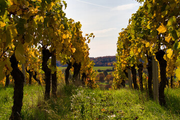colorful vineyard in Germany in autumn