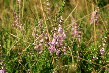 Blooming heathers in Stolowe Mountains National Park in Poland, 
Detail of a flowering heather plant in polish mountain wild landscape
