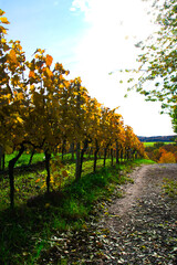 Fototapeta na wymiar colorful vineyard in Germany in autumn