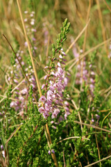 Blooming heathers in Stolowe Mountains National Park in Poland, 
Detail of a flowering heather...