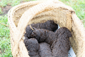 perros de raza agua espa&ntilde;ol