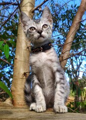 little cat sunbathing