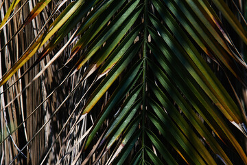 Close-up view of the palm leaf