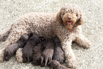 perros de raza agua espa&ntilde;ol