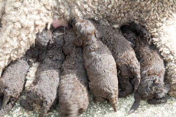 perros de raza agua español