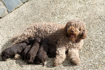 perros de raza agua espa&ntilde;ol