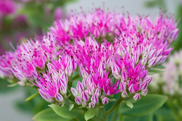 Purple stonecrop plant - Sedum telephium