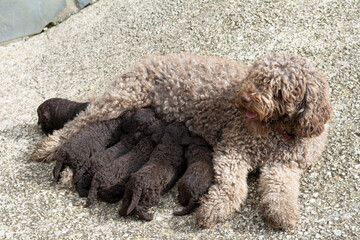 perros de raza agua español