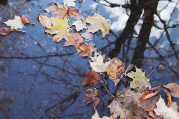 Autumn yellow maple leaves in puddle