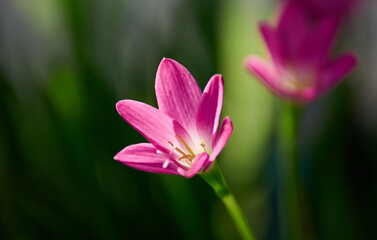 Fototapeta premium Close-up view of the pink rain lily in bloom