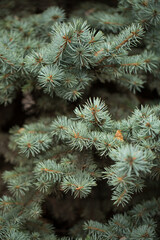 Blue spruce branches close-up. Selective focus