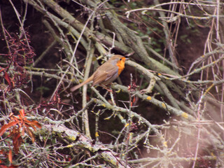 ptak dziki rudzik Erithacus rubicola mały zwierze 