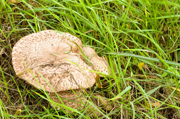 Closeup of a wild Parasol mushroom in meadow with grass
